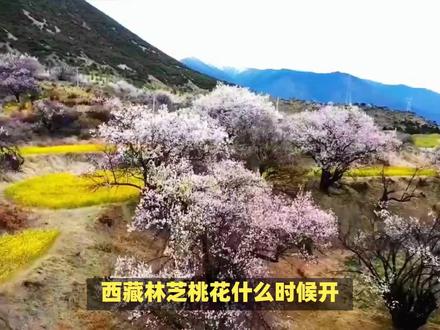 西藏林芝桃花什么时候开?别错过!林芝桃花最佳观赏时间来了!