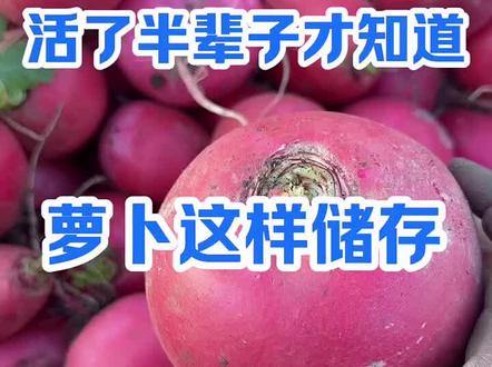 冬储萝卜不烂不糠心#三农