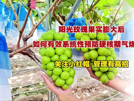 第三百四十六期 @佳伟农资-农业小红帽 @农业小红帽(生活号)
如何有效系统性预防硬核期气烧问题
#葡萄 #葡萄种植技术 #阳光玫瑰 #硬核期 #气灼
