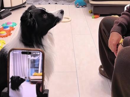 豆包还怪善解人意的 #边牧蛮王 #狗子成精了 #萌宠出道计划 #当我问豆包