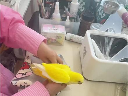 鹦鹉带的识别公母的脚环一点没用,如何取掉#小太阳鹦鹉 #和尚鹦鹉 #鹦鹉脚环 #鹦鹉脚环脚链
