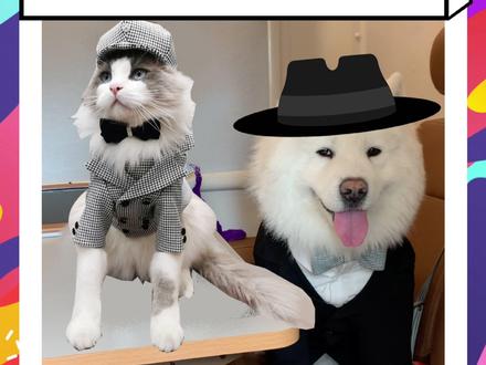 你猜这两套宠物高定礼服要花多少钱 #一定要看到最后 #猫狗双全