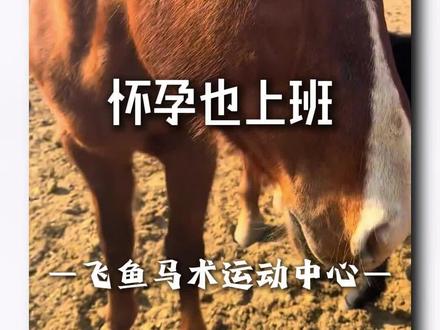 怀孕马能骑吗 #马术 #马术俱乐部 #骑马 #马 #怀孕马