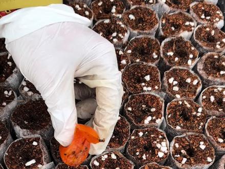 育苗不会配土,移栽还怕伤根?这款免配土,免拆杯育苗杯,直接拯救菜苗成活率!#新农人计划 #三农 #春播#种菜小技巧 @DOU+小助手
