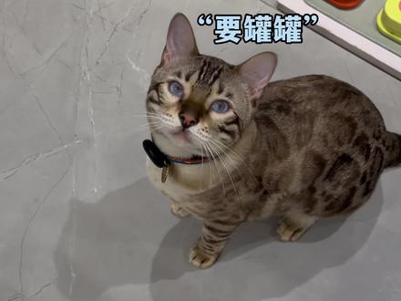 每天跟八条在一起,图图的智商也变高了~ #爱毛孩子的100种方式 #猫咪小院