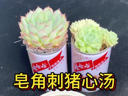 皂角刺猪心汤#猪心汤 #猪心皂角刺