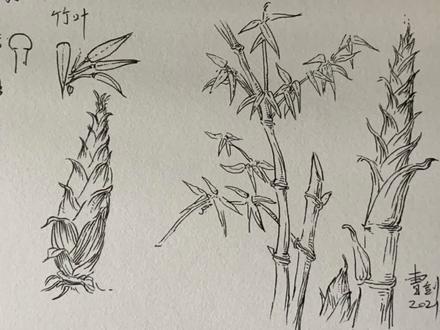 竹子怎么画?风景速写入门,竹叶竹笋的画法