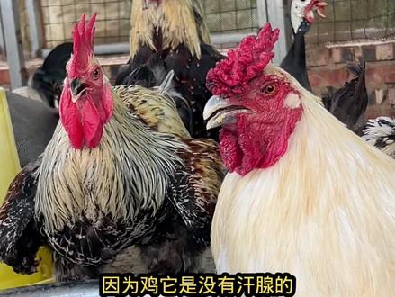 天热养鸡一定要做好防暑工作
不然可能会产生不必要的损失
#天热养鸡 #夏天养鸡 #夏天养鸡的注意事项 #鸡中暑 #鸡中暑了怎么办