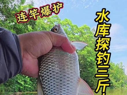 半路遇到小孩哥带我去爆护位。位置真不错。#钓鱼是顶级运动 #土鲮 #户外野钓 #水库野钓 #钓鱼人就是这么疯狂