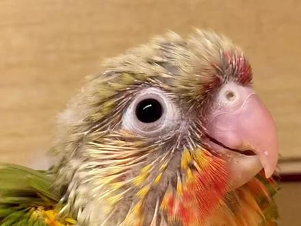 今天你给小鸟喂奶了吗?
#小太阳鹦鹉 #萌宠出道计划 #养鸟日常生活 #创作者中心 #创作灵感