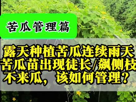 苦瓜遇上连续阴雨天,苗子极易徒长旺长,冒出大量无效侧枝,偏偏只长藤、只冒芽,就是不结瓜,到底该怎么管理?#苦瓜种植#新农人计划 #三农