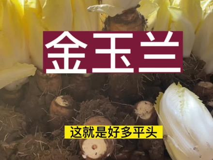 #来抖音学农技 ,很少见的一款疏菜,金玉兰菜,又称欧州菊苣,营养价值高#三农流量扶持计划