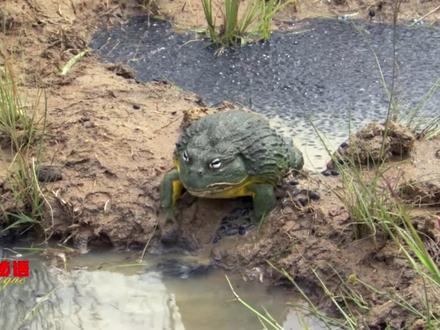 即便是凶残的非洲牛蛙,也有自己温情的一面#神奇动物在抖音 #青年创作者成长计划