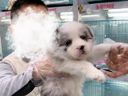 父子俩人同时看中了两只狗,到底会听谁的呢#边牧 #陨石边牧 #博美 #博美宝宝 #无锡宠物店