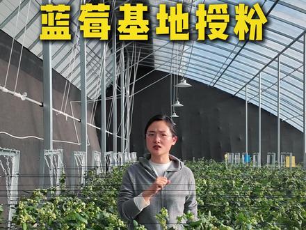 园区建设要因地制宜 才能有好的成效 #农业园区运营 #农业园区建设 #蓝莓 #大棚 #大棚搭建