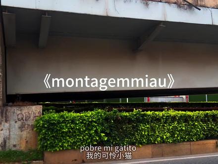 “前方含喵量高”#阿米嘎蒂朵喵喵手势舞 #montagemmiau #音乐分享