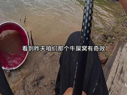 爆护技巧之牛屎打窝越钓越多#钓鱼