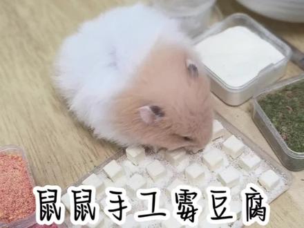 鼠鼠霉豆腐来啦~#鼠鼠霉豆腐 #仓鼠🐹