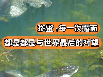 承载着地球古老的记忆,变成了世界上最孤独的动物#斑鳖#濒危物种#苏州#内容启发搜索