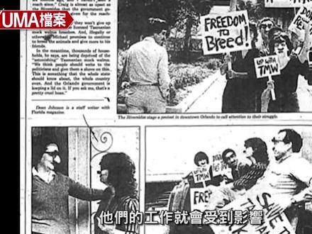 塔斯马尼亚仿海象-拥有迷你海象外表且最爱吃蟑螂