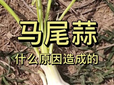 马尾蒜是什么原因造成的#三农 #大蒜#马尾蒜#农村 #农业 #新农人 #抖音助农 #科普 #农民 #农业技术 #涨知识#三农种植