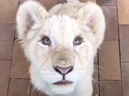 全球最可爱的15种动物 看看有没有你心目中的第一#科普 #动物世界 #科普一下