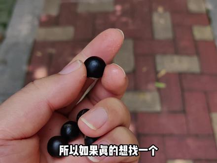 “绿化带”文玩丨无患子手串 #菩提 #手串 #无患子 #木患子 #diy