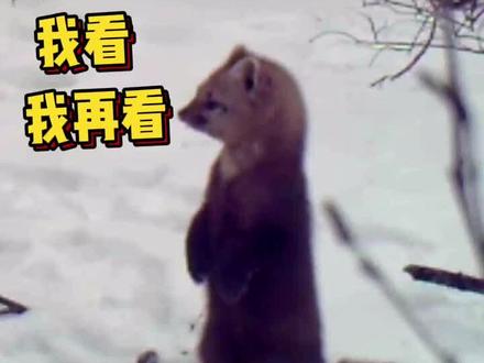 林深时见貂~大兴安岭国家一级保护动物紫貂用餐时遭萌拍~