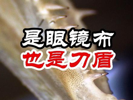 #我的刀盾 这螳螂在擦眼镜?!#螳螂 #神奇动物在抖音 @抖音青少年 @DOU+上热门 @DOU+小助手 #守护镜头里的动物 #狂想地球村