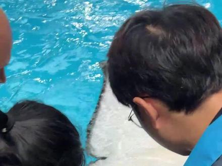 女王采血会痛吗? #虎鲸 #长隆虎鲸大家族 #动物体检 #海洋动物 #动物福利