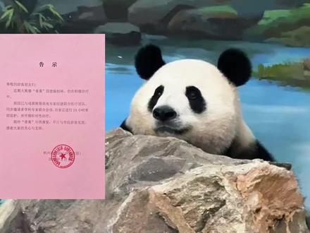 香果确诊为肠扭转,从挖煤小童工到杭州白富美愿我们的香果妹妹早日康复#大熊猫香果 #大熊猫 #大熊猫香冰 #大熊猫春生