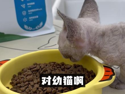 2026养猫信息差合集 #养猫人 #油猫饼姐 #万物可爱计划 #我和它的365件小事 #养宠人的过冬指南