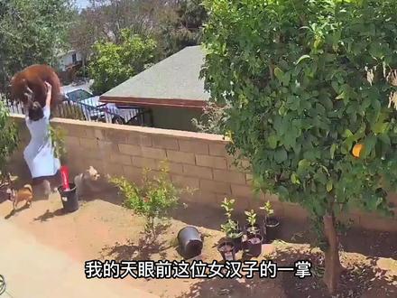 女子徒手推搡一只成年大棕熊,一掌把棕熊给推蒙了#神奇动物在抖音 #动物世界 #危险动作请勿模仿 #内容过于真实 #这操作都看傻了