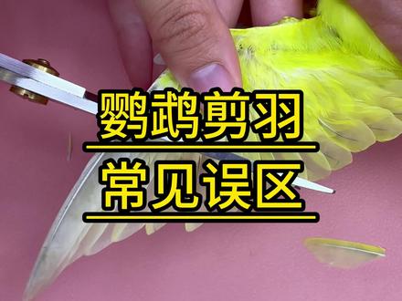 鹦鹉剪羽常见的几个误区#鹦鹉 #科学养宠攻略 #萌宠好物 #铲屎官的乐趣 #养鸟经验分享