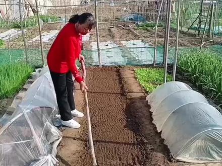 春季拱棚播种黄瓜技术#直播黄瓜