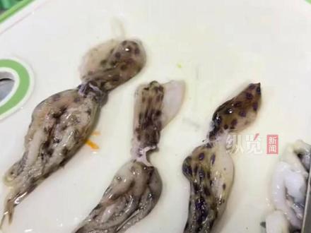 2月23日,广东深圳。女子称家人在码头疑似买到蓝环章鱼,和普通的章鱼放在一起是非常明显,身上有很多蓝色的环。当时看到非常震惊,毕竟蓝环章鱼是剧毒。