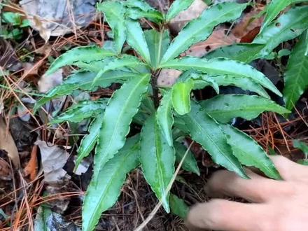 #中草药 八爪金long:根草入药、也可以做盆景欣赏,结果子后非常漂亮!