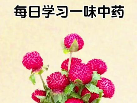 形似草莓的蛇莓,不只是野草#蛇莓 #蛇莓药用 #中草药科 普#民间草药 #野生草本 #识百草