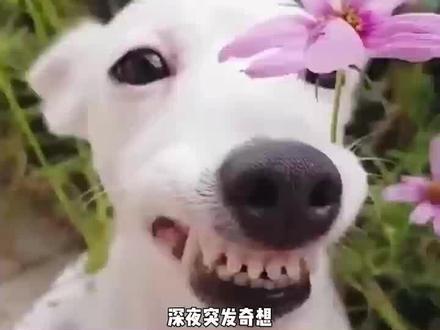 #豆包app 谁给豆包调成这样了