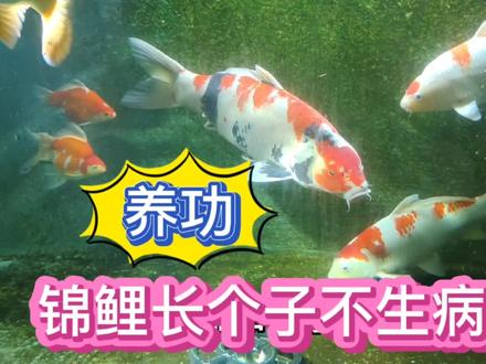 锦鲤怎么喂养长得快 锦鲤怎么喂养长得快春天 锦鲤怎么喂养长得快一点 抖音 锦鲤怎么喂养长得快 锦鲤怎么喂养长得快春天 锦鲤怎么喂养长得快一点 抖音