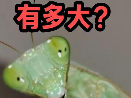 斗虫主播带你了解一下上一期视频螳螂和沙螽的身体数据 #神奇的动物纪录片 #创作者中心 #创作灵感 #蝈蝈 #螳螂