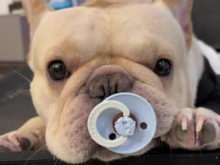 小狗每天在想什么#萌宠 #萌宠日常记录 #萌宠出道计划