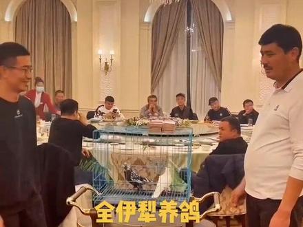 #养鸽人全伊犁,养鸽最牛🐮的鸽王,买买江,大师 #新疆翻翻 #飞翔的人民币 #人与自然和谐共处