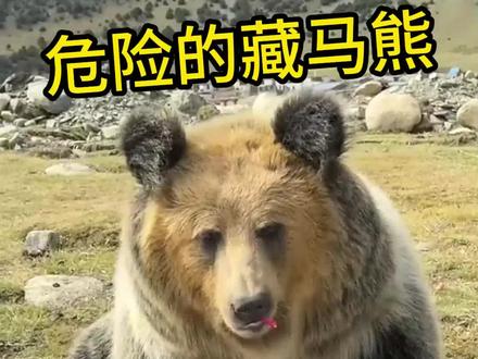 为什么不能靠近藏马熊? #藏马熊 #科普知识
