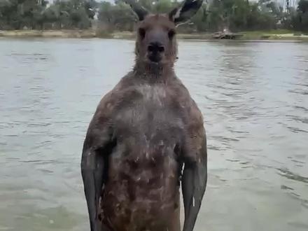 在水边看到它,别好奇,立刻跑!#袋鼠 #科普 #保护野生动物