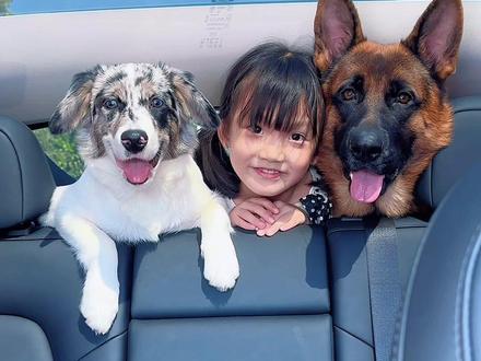 关于养狗的意义 #苏牧 #徳牧 #边牧