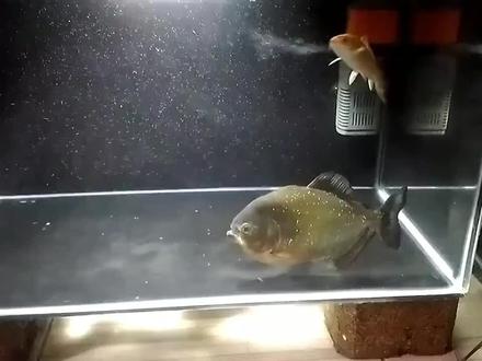 食人鱼PK鳄龟#航海王画叉变身 @航海王热血航线#奇妙的动物 #万物皆有灵性 #美好生活恒简单