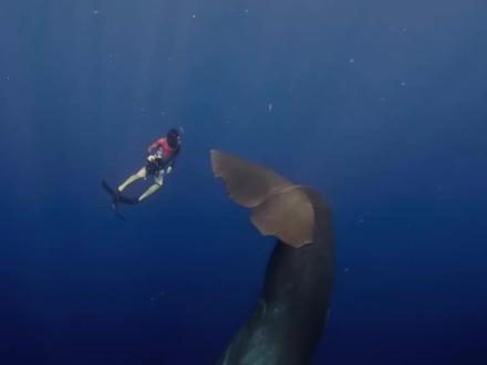 史前海洋霸主——利维坦鲸! #利维坦鲸 #巨齿鲨 #科普视频 #解压视频 #睡前故事