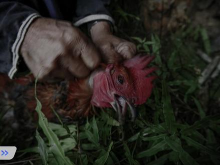 阿卯的《原始信仰与祭祀》