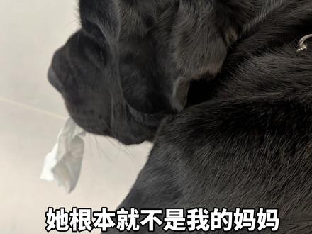 其实小斗我什么都知道#狗狗:给你个眼神自己体会
#宠物成长记录 #萌宠出道计划 #狗狗 #狗狗日常